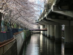 南堀留橋の桜