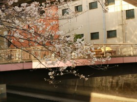 あいあい橋の桜