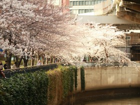 三崎町の桜