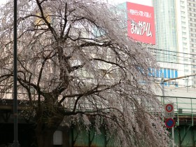 三崎町のしだれ桜