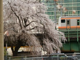 中央線と三崎町のしだれ桜