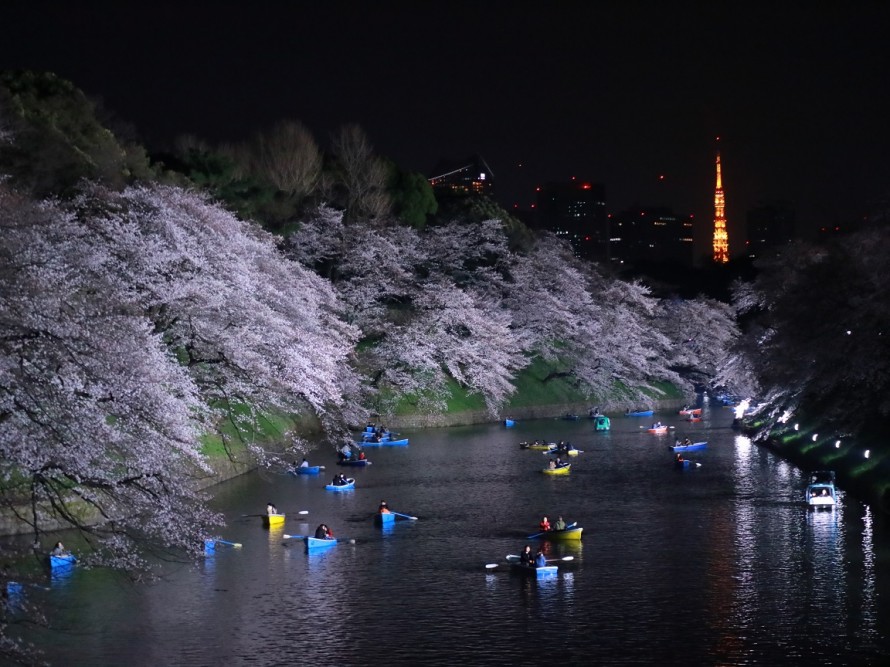 千鳥ヶ淵の桜